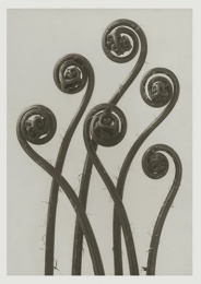 Blossfeldt kort med kuvert 12x17 cm - Adiantum Pedatum
